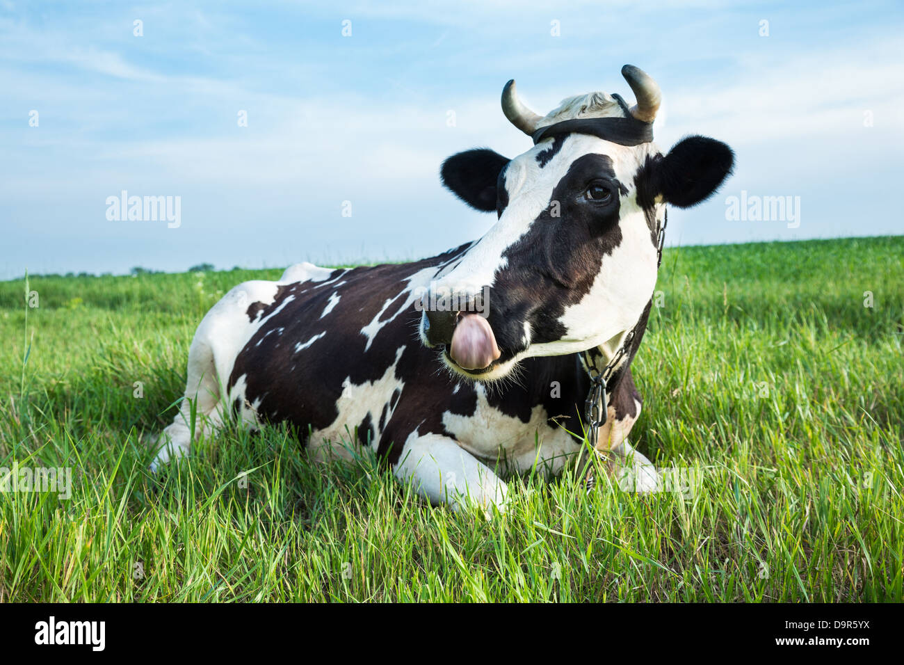 Funny black and white colour dairy cow with her tongue out lying in a green pasture Stock Photo
