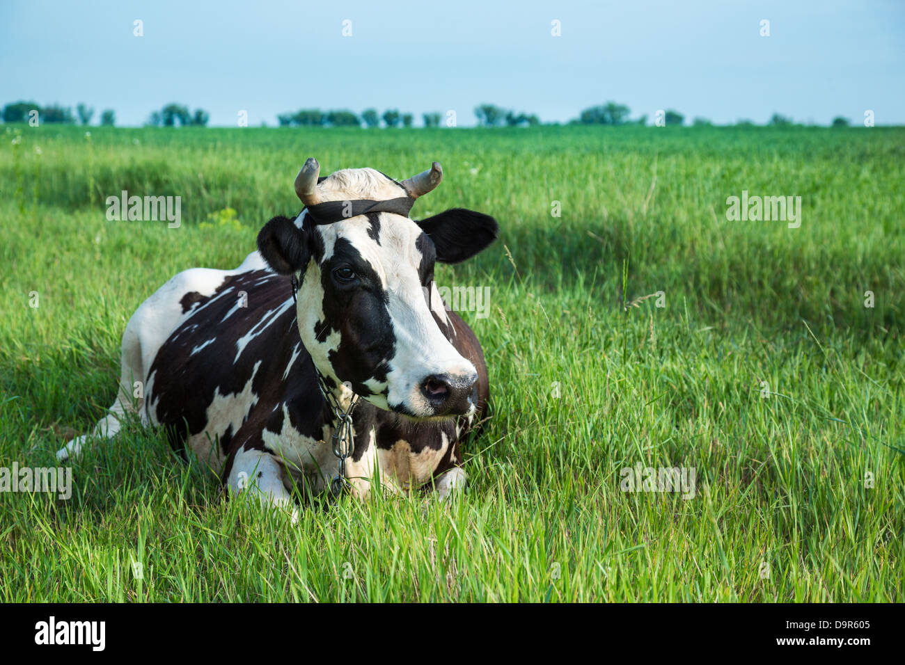 Funny black and white colour dairy cow lying in a green pasture Stock Photo
