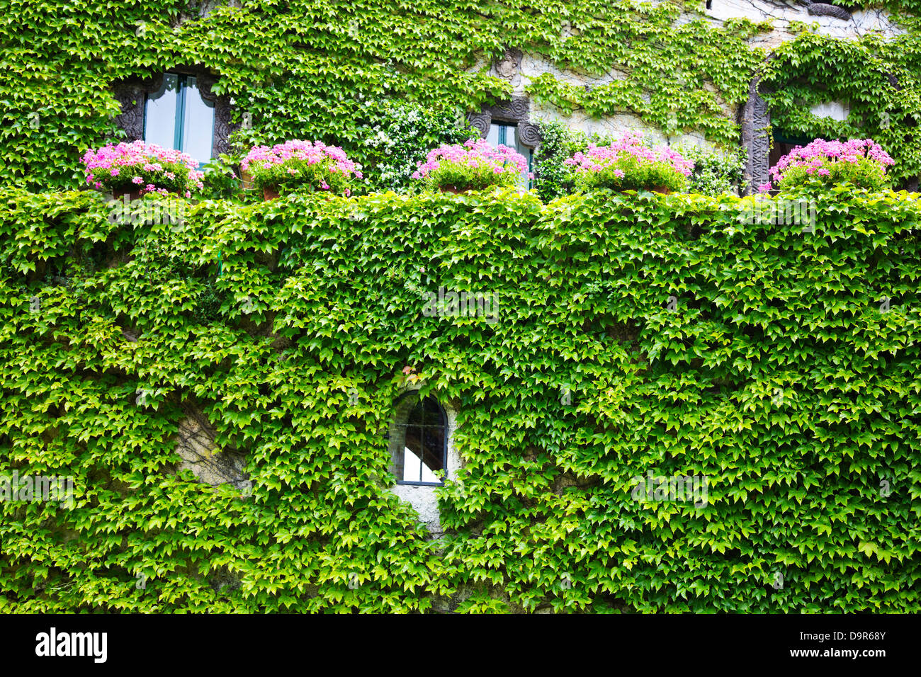 House covered with ivy, Ravello, Amalfi Coast, Salerno, Campania, Italy Stock Photo