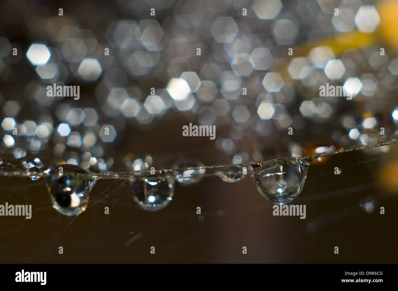 Beautifull close-up view of water drops on a spider web, macro Stock Photo