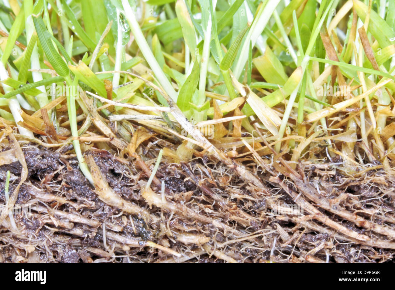 Grass growing in dirt, close up Stock Photo - Alamy