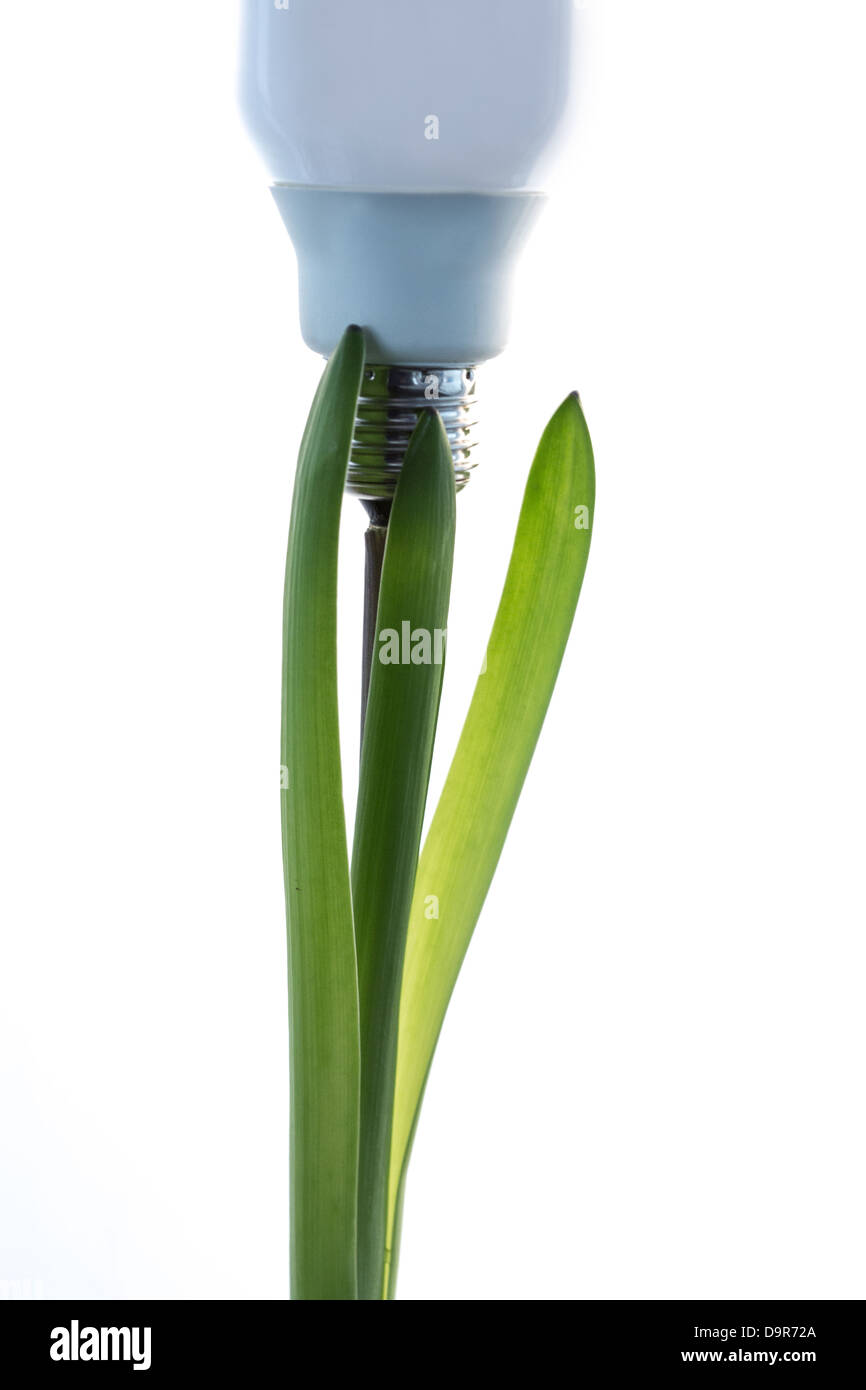 Economic light bulb growing from a green plant Stock Photo