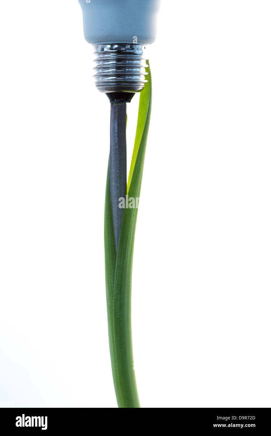 Economic light bulb growing out of a green plant Stock Photo