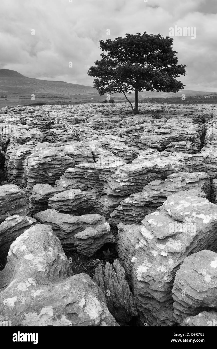 A tree grows in limestone pavement at Souther Scales Moor, with a view to Whernside in the Yorkshire Dales, England Stock Photo