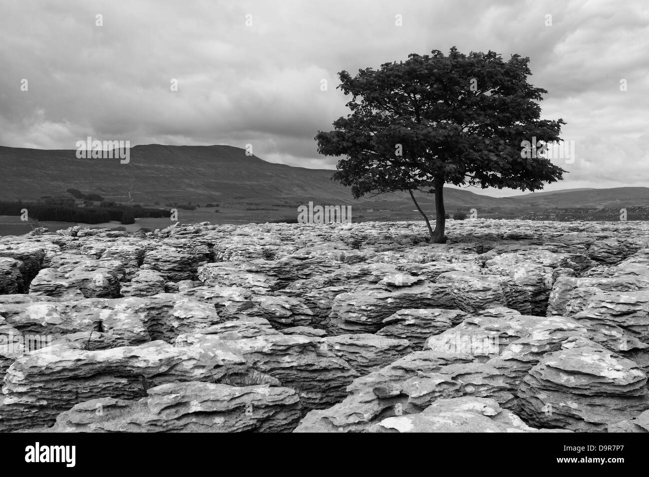 A tree grows in limestone pavement at Souther Scales Moor, with a view to Whernside in the Yorkshire Dales, England Stock Photo
