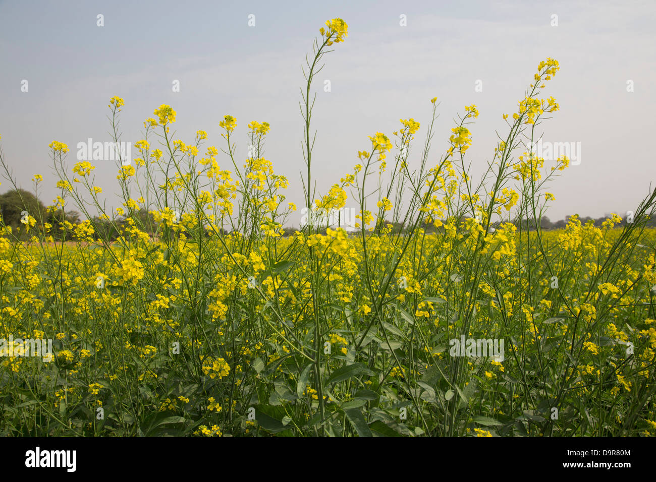 Mustard field hires stock photography and images Alamy