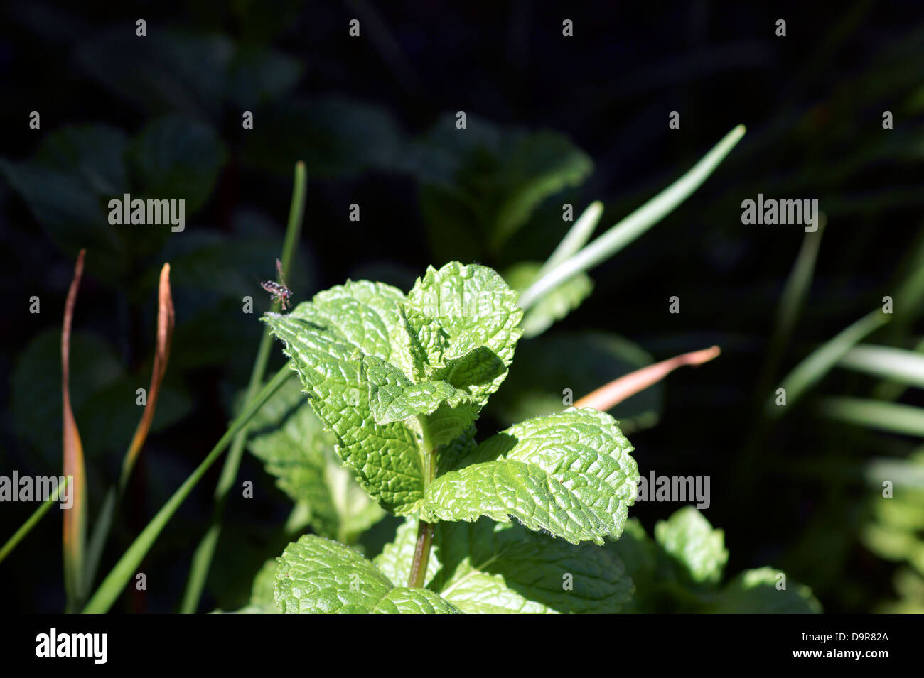 MINT WITH A FLY LANDING Stock Photo Alamy