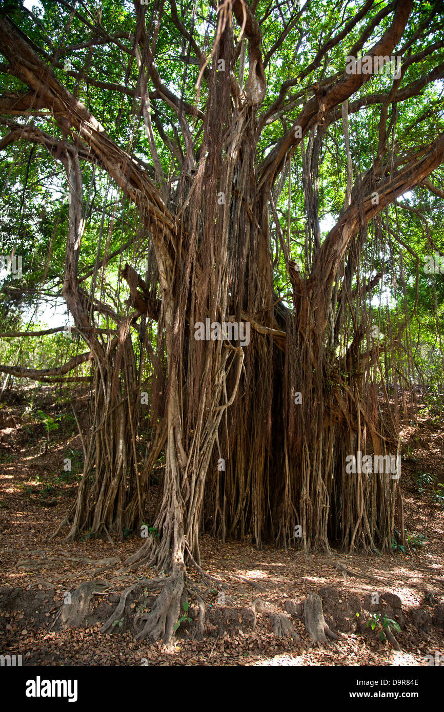 Aerial roots of trees, Goa, India Stock Photo