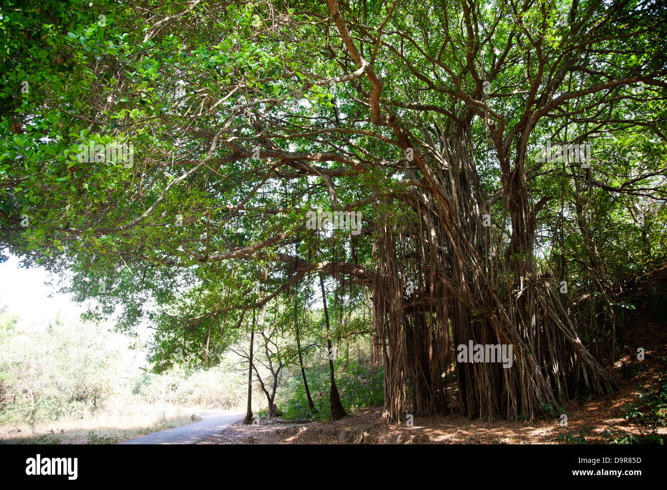 Aerial roots of trees, Goa, India Stock Photo