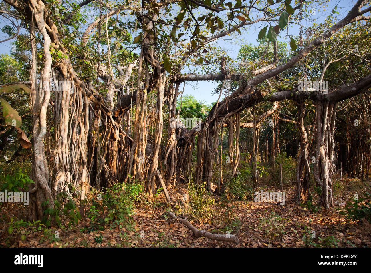 Aerial roots of trees, Goa, India Stock Photo