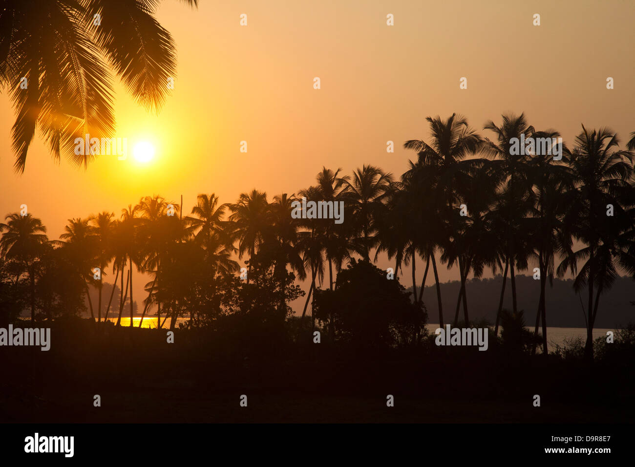 Silhouette of palm trees at dusk, Goa, India Stock Photo