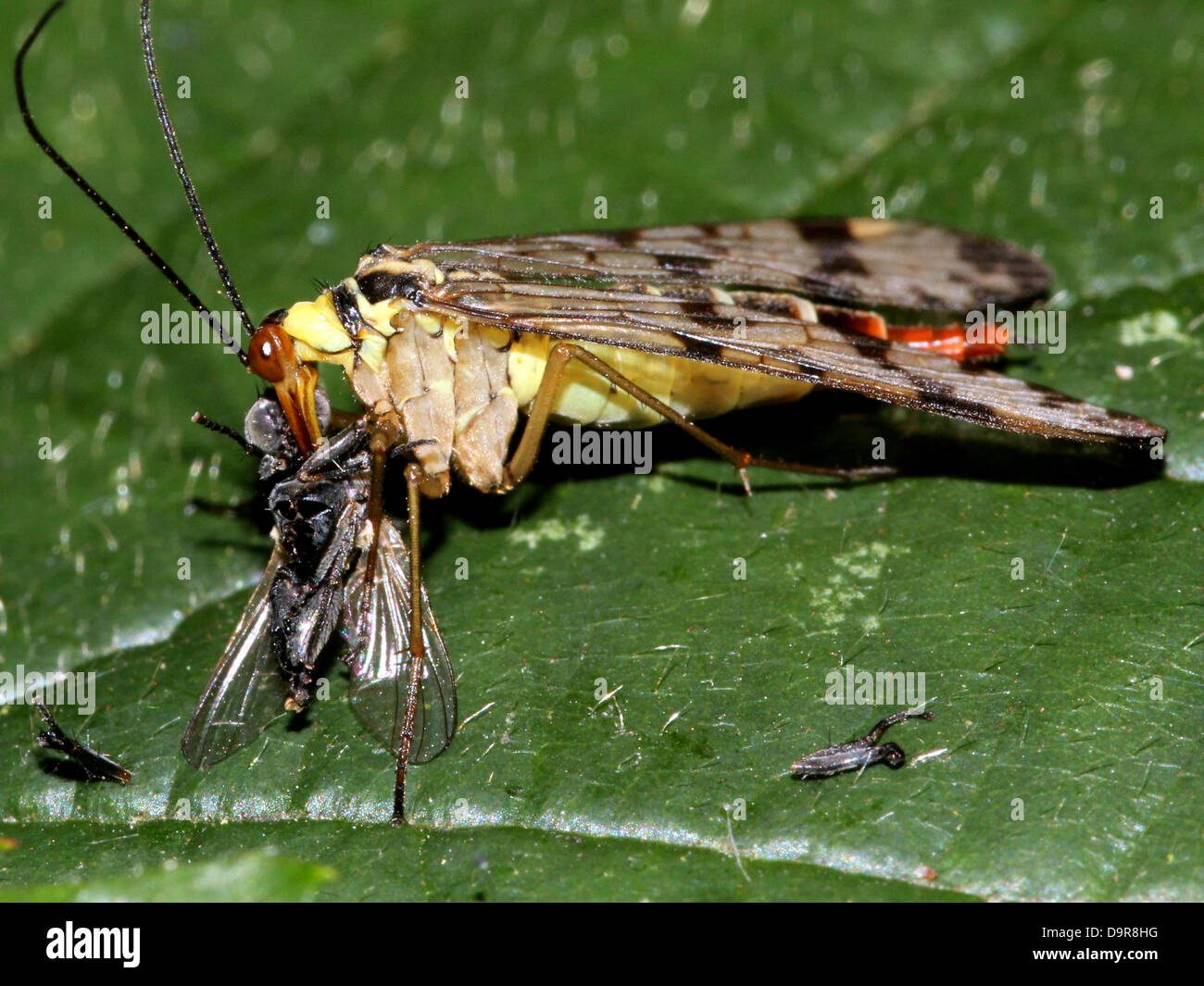 Close-up of a female common scorpionfly ( Panorpa communis) eating an insect prey she caught Stock Photo