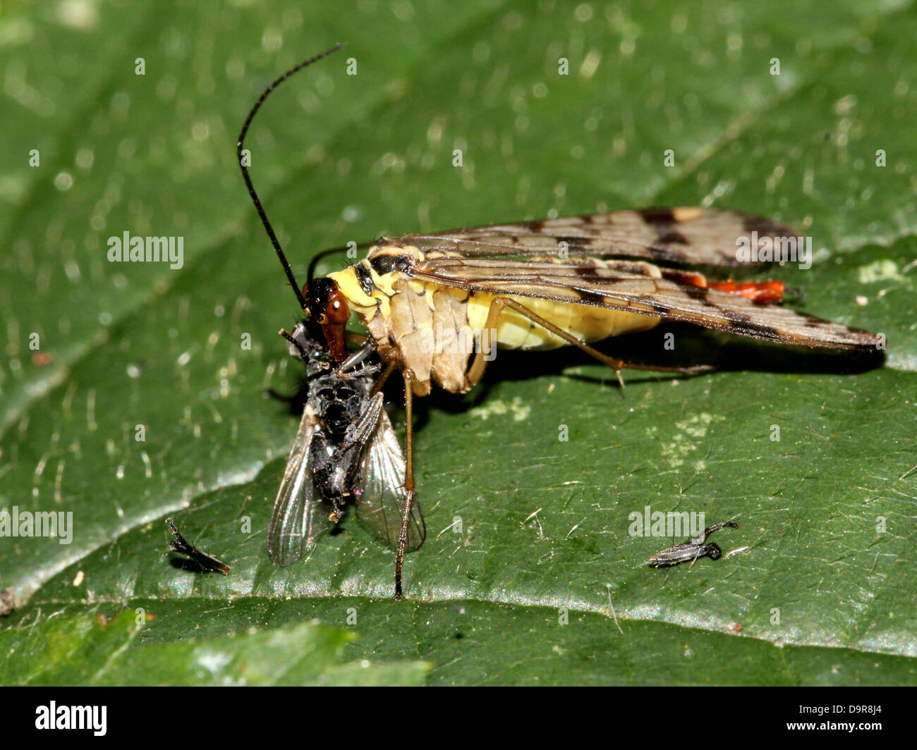 Close-up of a female common scorpion fly ( Panorpa communis) eating an insect prey she caught Stock Photo