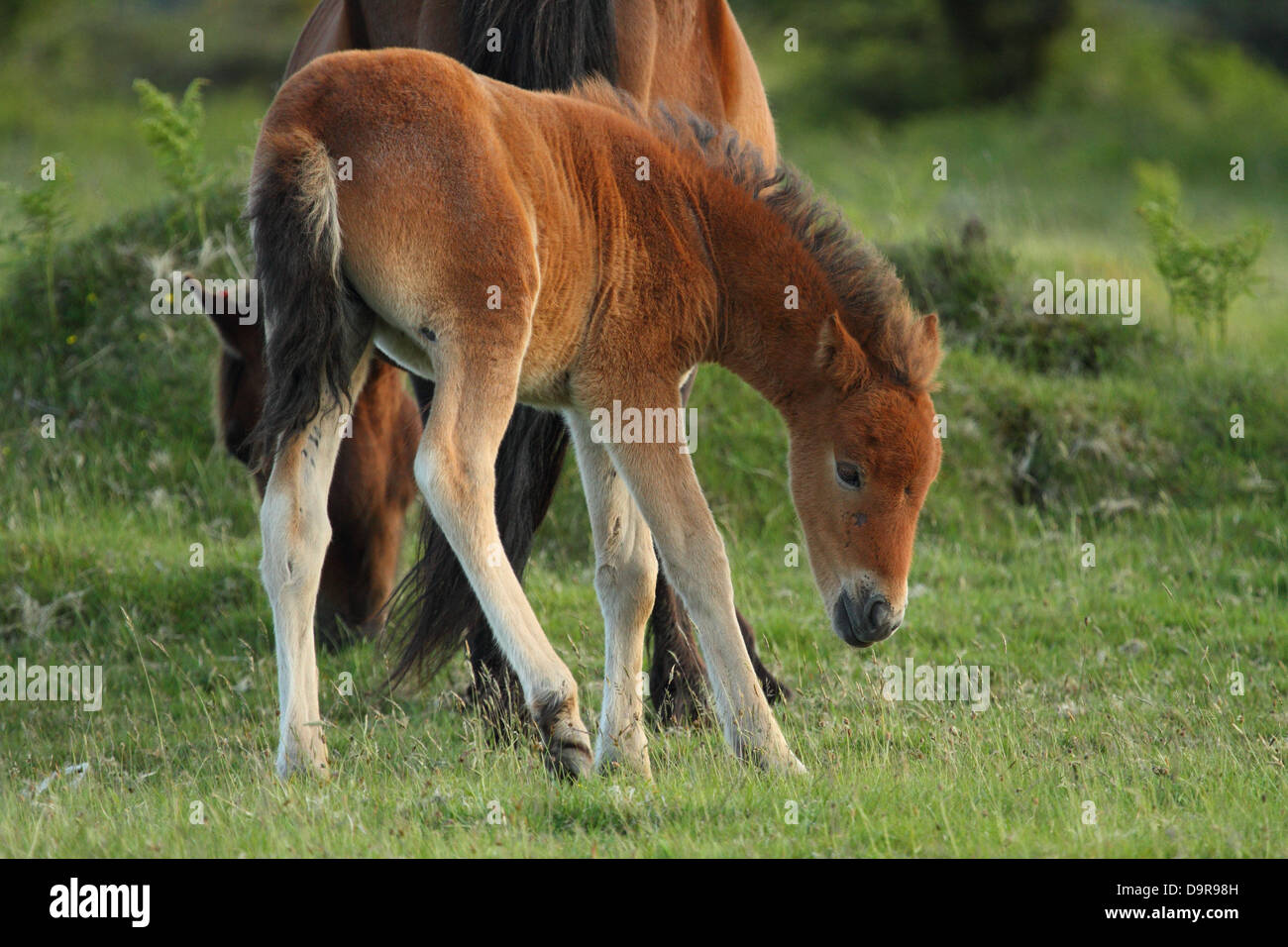 Dartmoor pony foal, near Dartmoor, England Stock Photo Alamy
