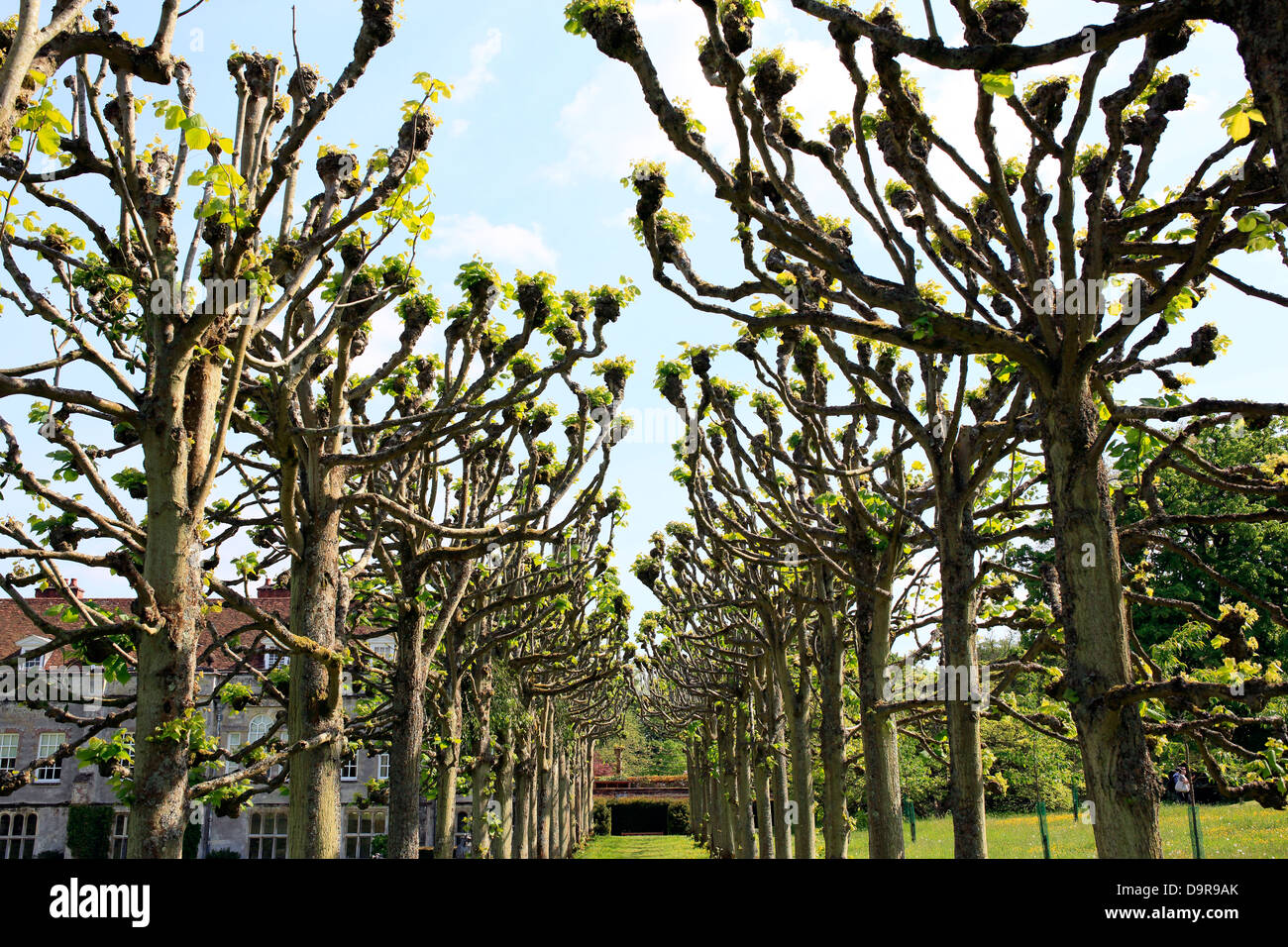 avenue of trees Stock Photo - Alamy