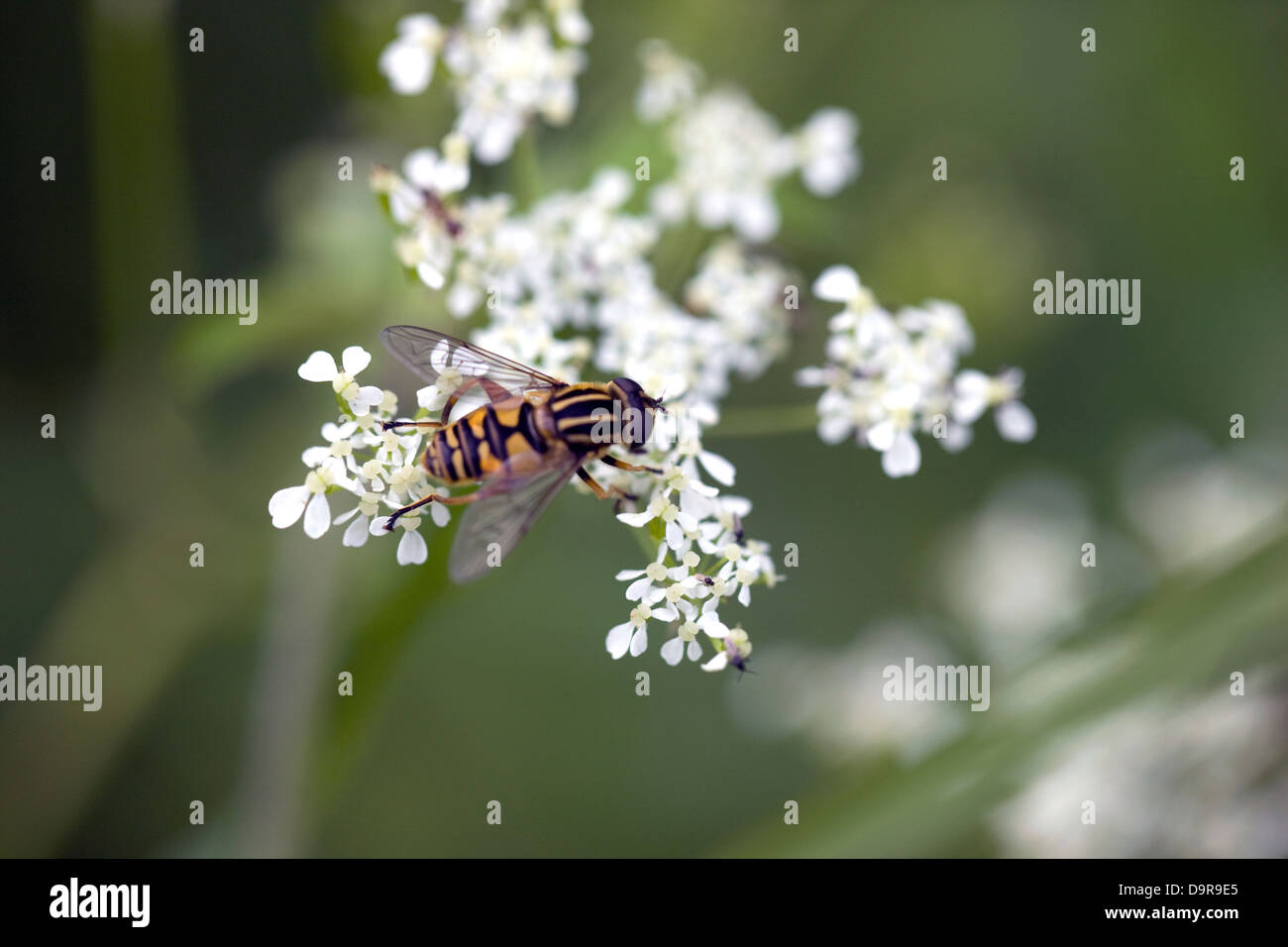 Hoverfly on flowers of wild plant Stock Photo