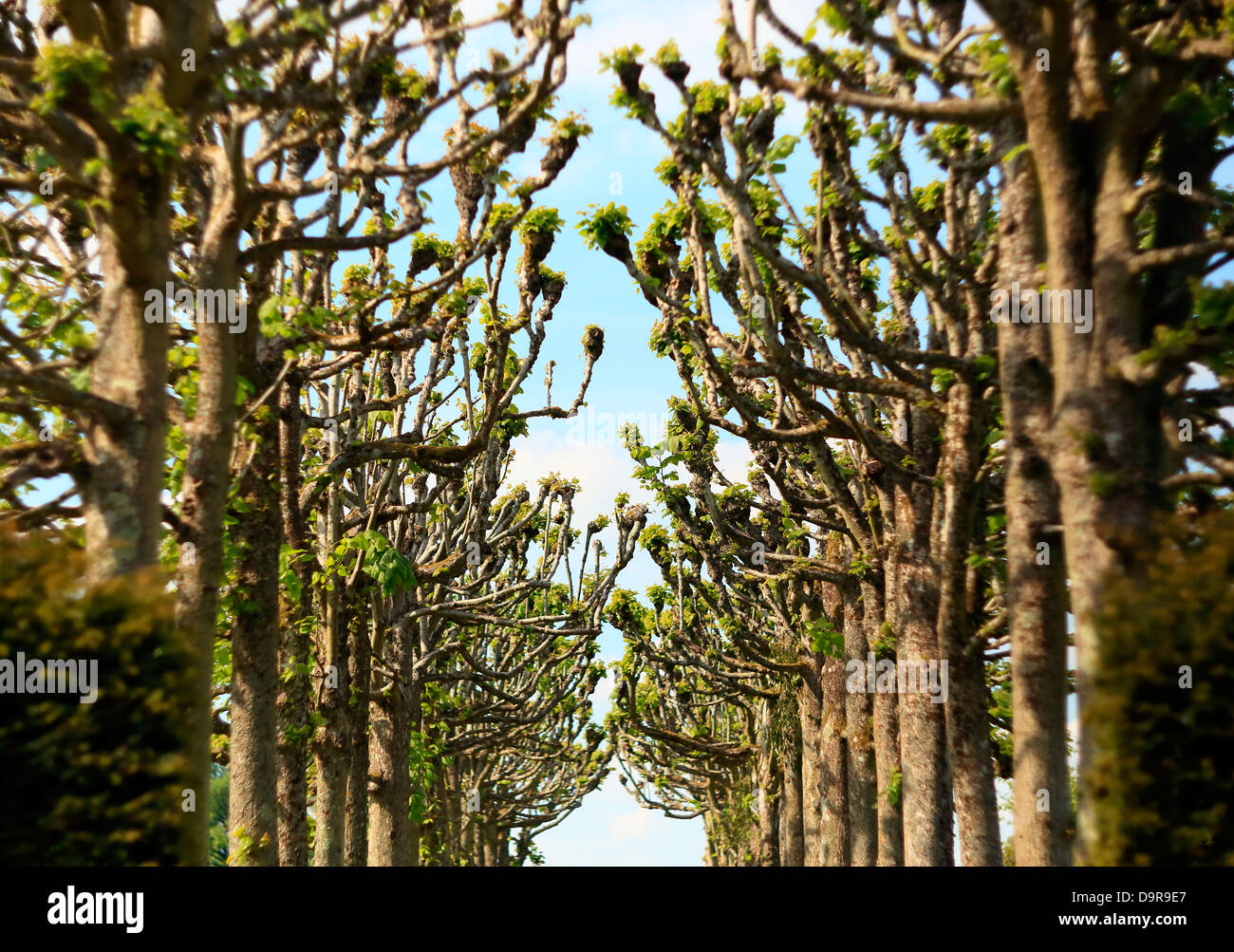 avenue of trees Stock Photo - Alamy