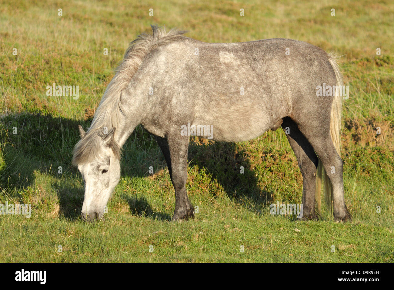 Dartmoor pony, near Dartmoor, England Stock Photo Alamy