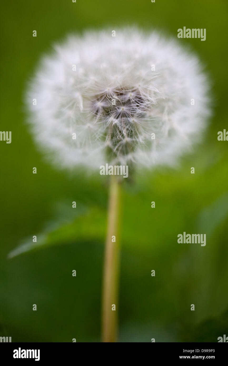 Close up macro shot of a dandelion head Stock Photo