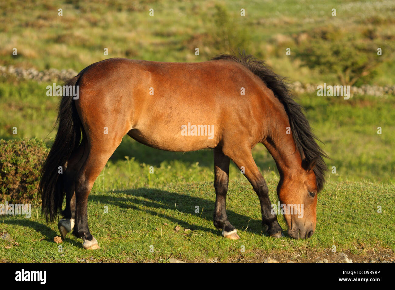 Dartmoor pony trek hires stock photography and images Alamy