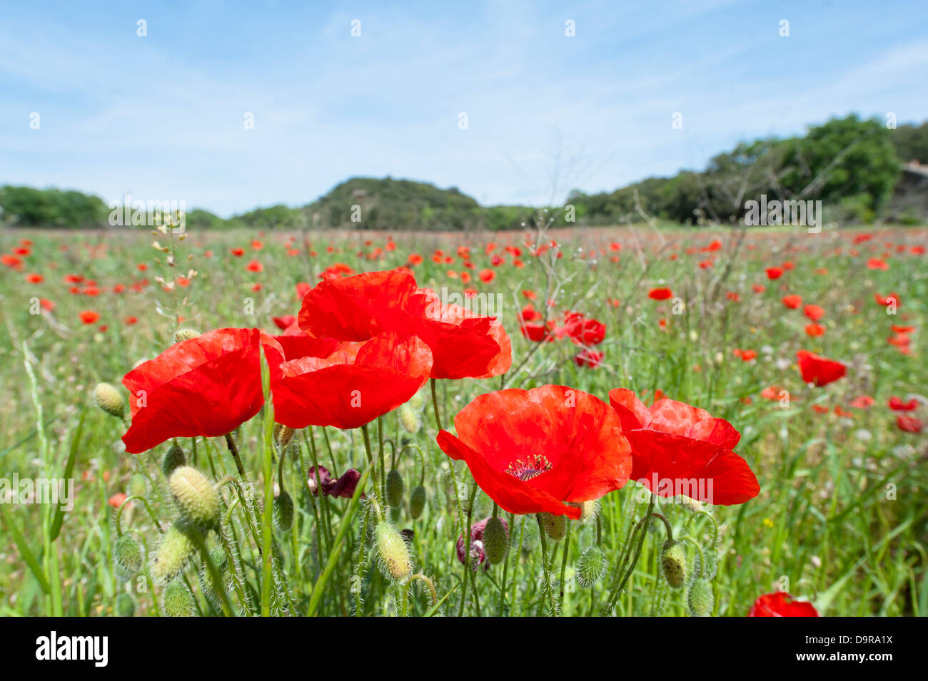 Poppies on summer meadow hi-res stock photography and images - Alamy