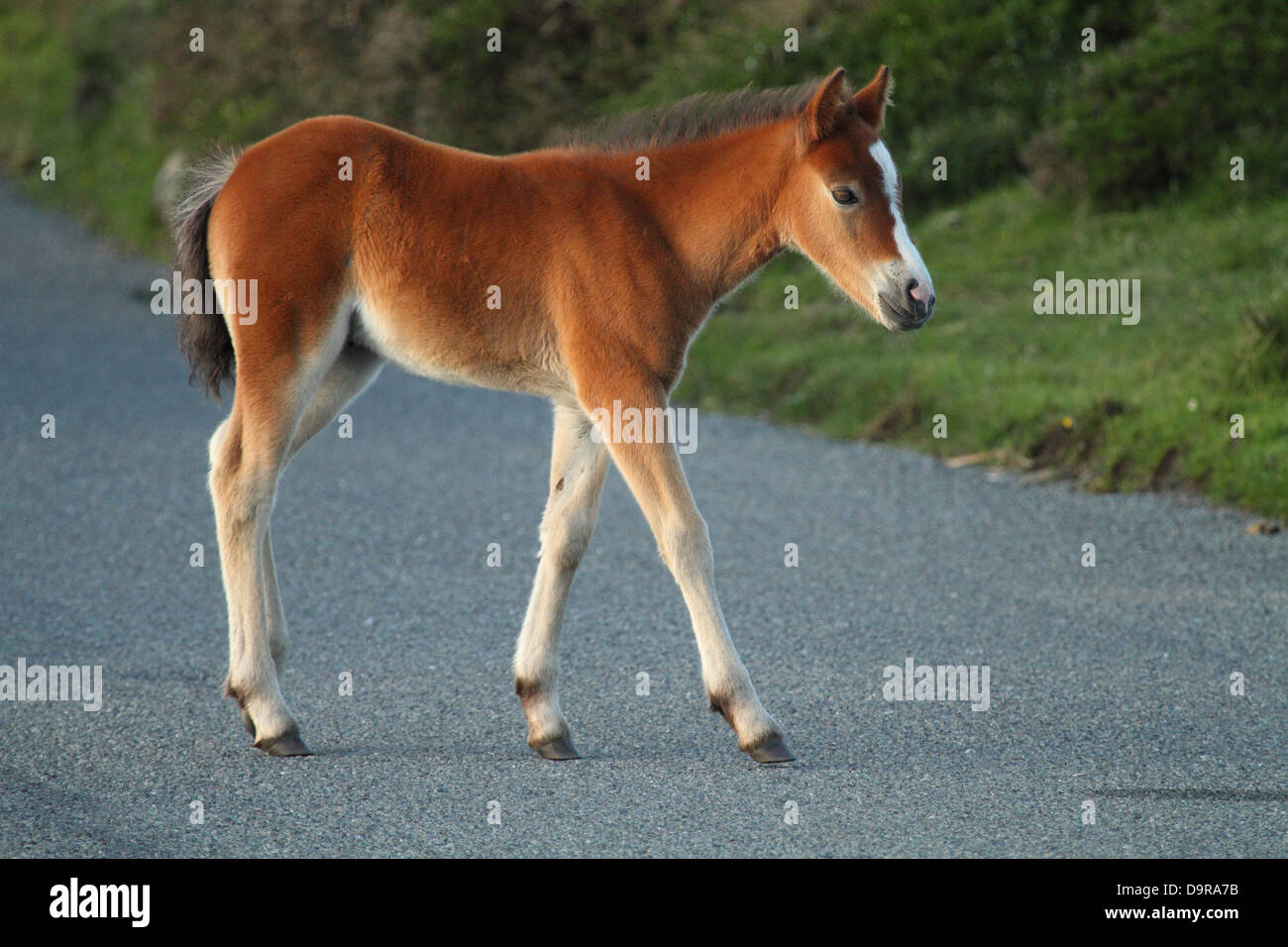Dartmoor pony foal, near Dartmoor, England Stock Photo Alamy