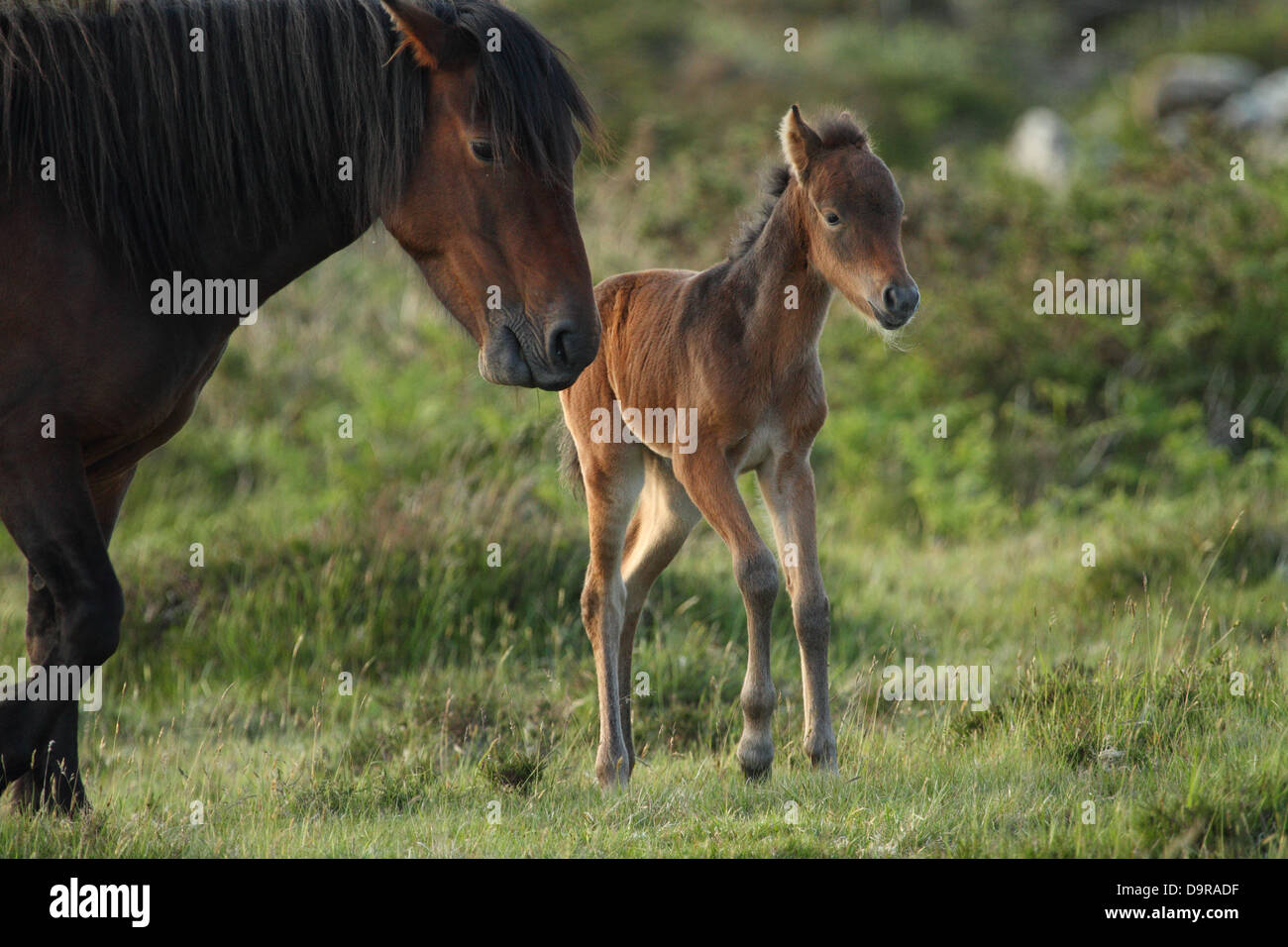 Dartmoor pony foal with mare, near Dartmoor, England Stock