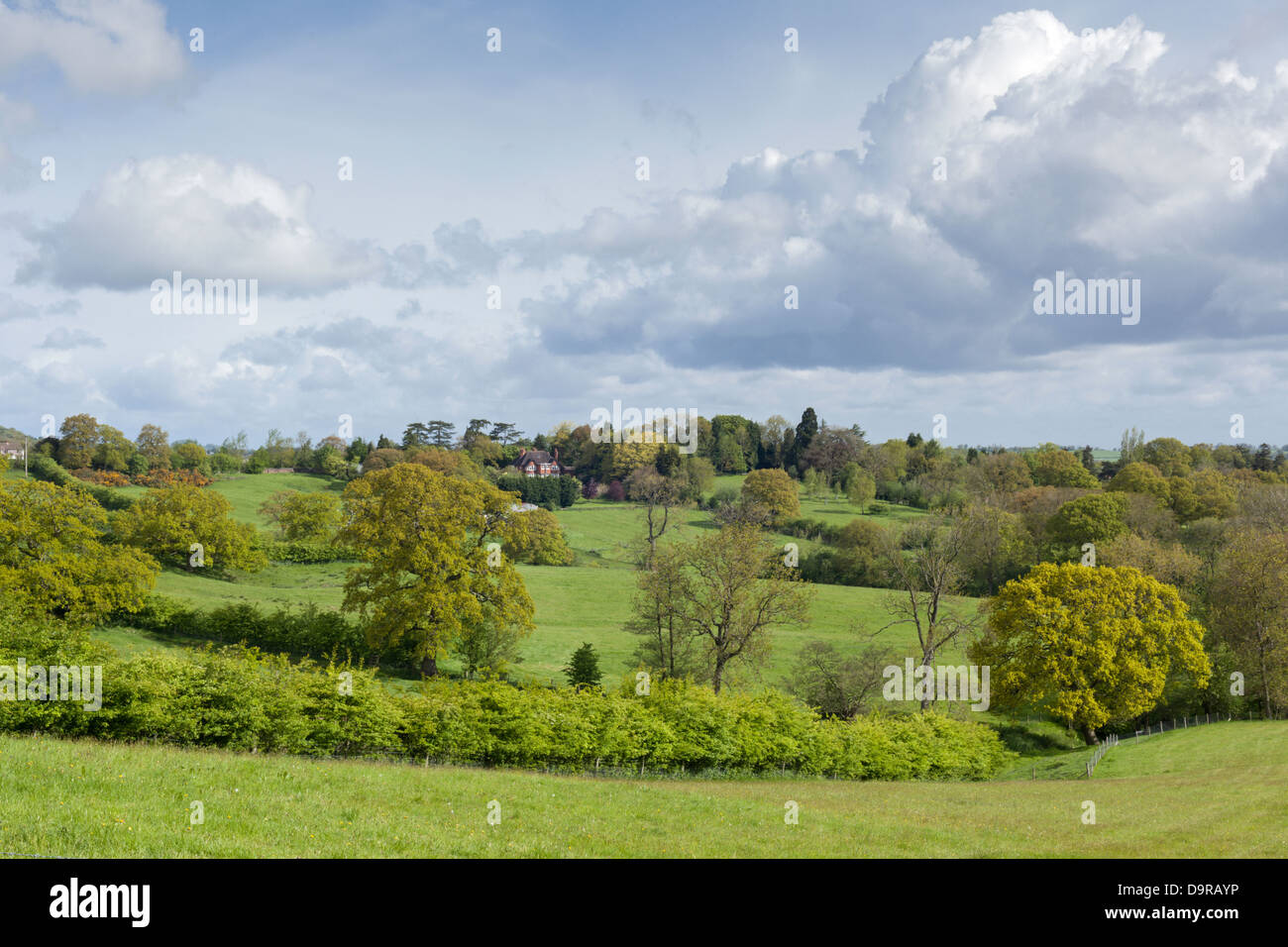 A view across Worcestershire countryside with new planted Hedgerow, Engalnd, UK Stock Photo