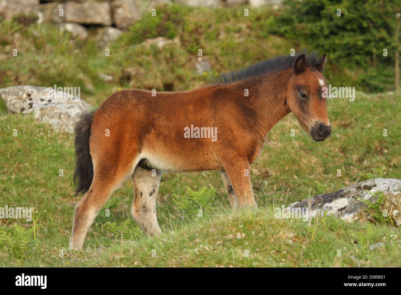 Dartmoor pony foal, near Dartmoor, England Stock Photo Alamy