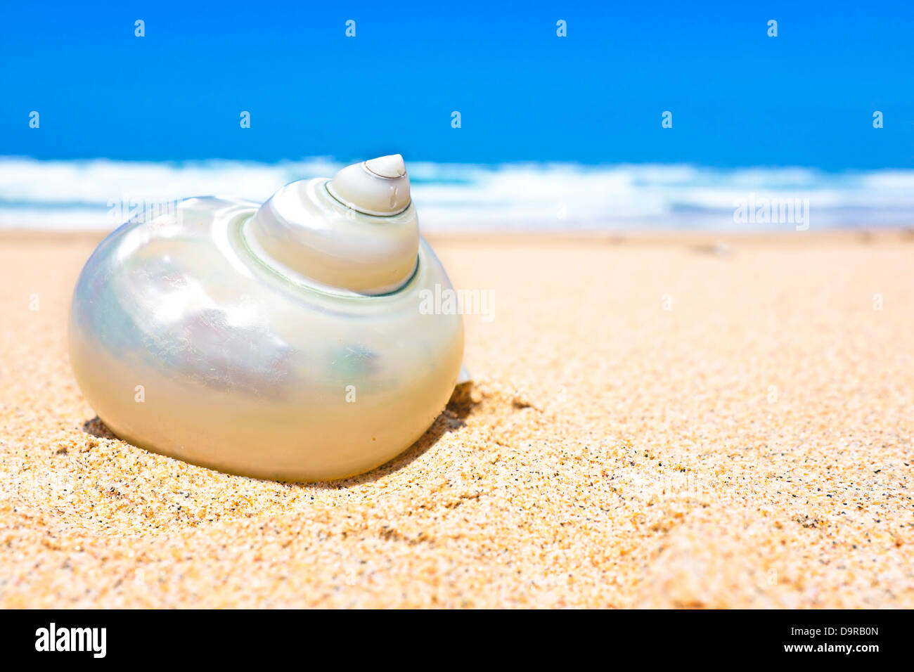 Seashell at the beach Stock Photo