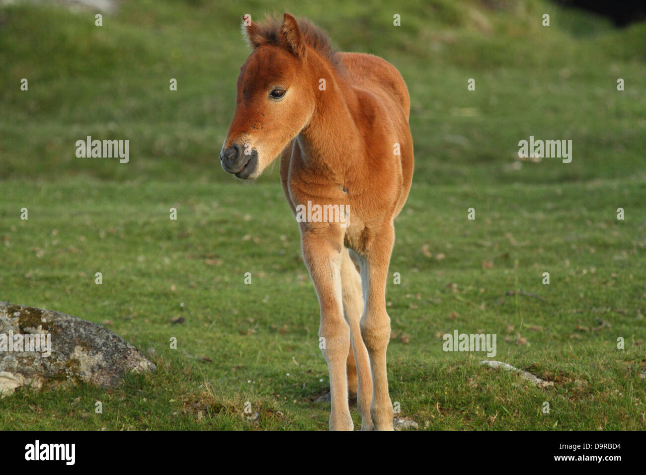Dartmoor pony trek hires stock photography and images Alamy