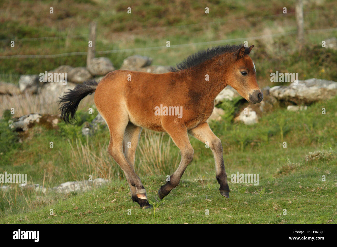 Dartmoor pony trek hires stock photography and images Alamy