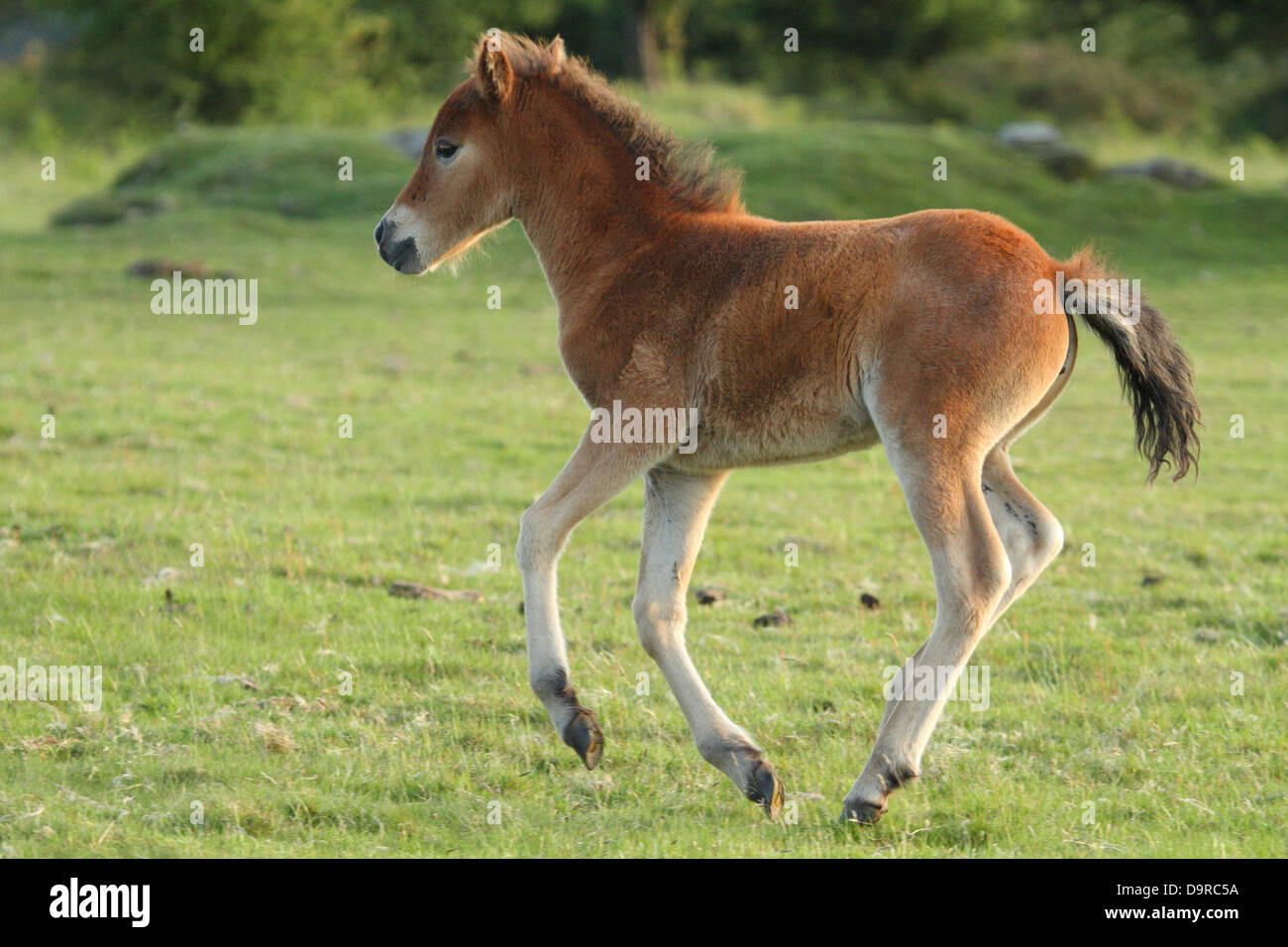 Dartmoor pony trek hires stock photography and images Alamy
