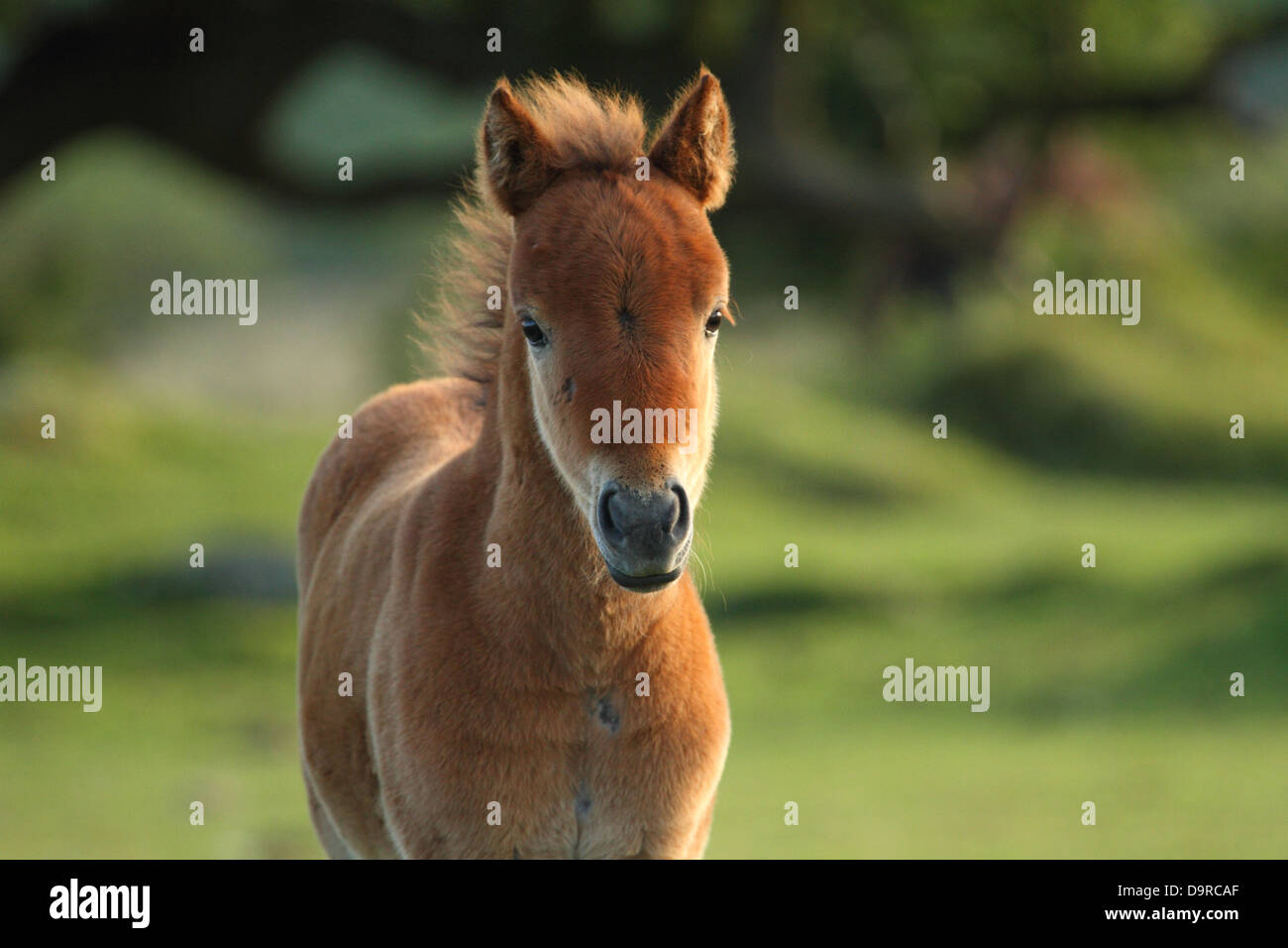 Dartmoor pony trek hires stock photography and images Alamy