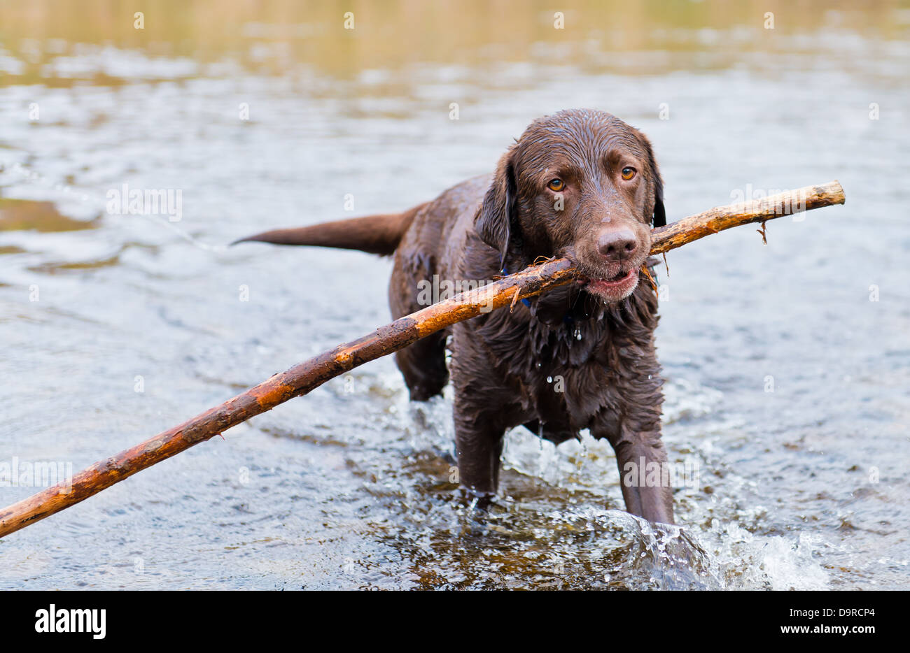 Chocolate Labrador retriever bringing back long stick in river Wharfe at Bolton Abbey, UK Stock Photo