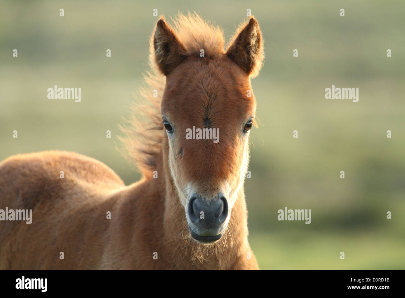 Dartmoor pony hires stock photography and images Alamy