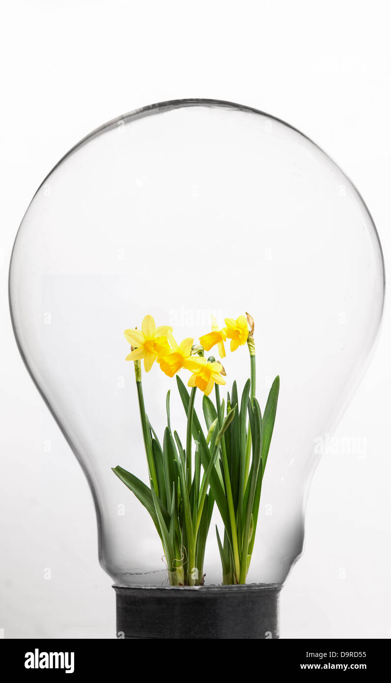 Daffodil inside light bulb Stock Photo Alamy