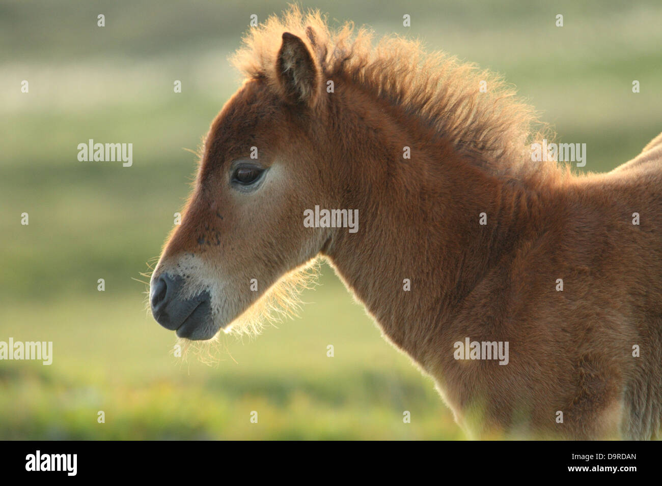 Dartmoor pony foal, near Dartmoor, England Stock Photo Alamy