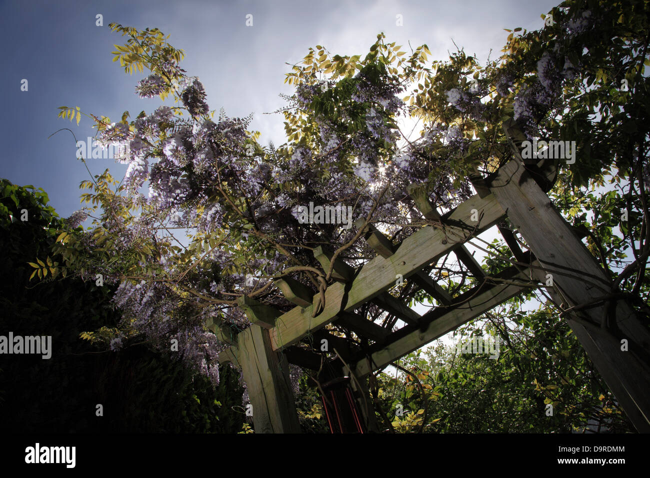 Wisteria growing over an archway. Wisteria is a genus of flowering plants in the pea family, Fabaceae, Stock Photo