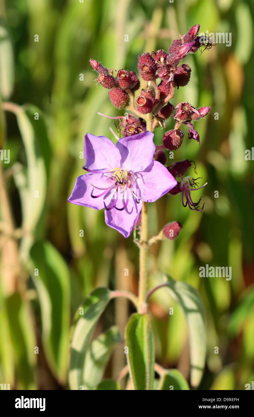 Purple Wild Tibouchina (Dissotis princeps) Glory Bush Stock Photo