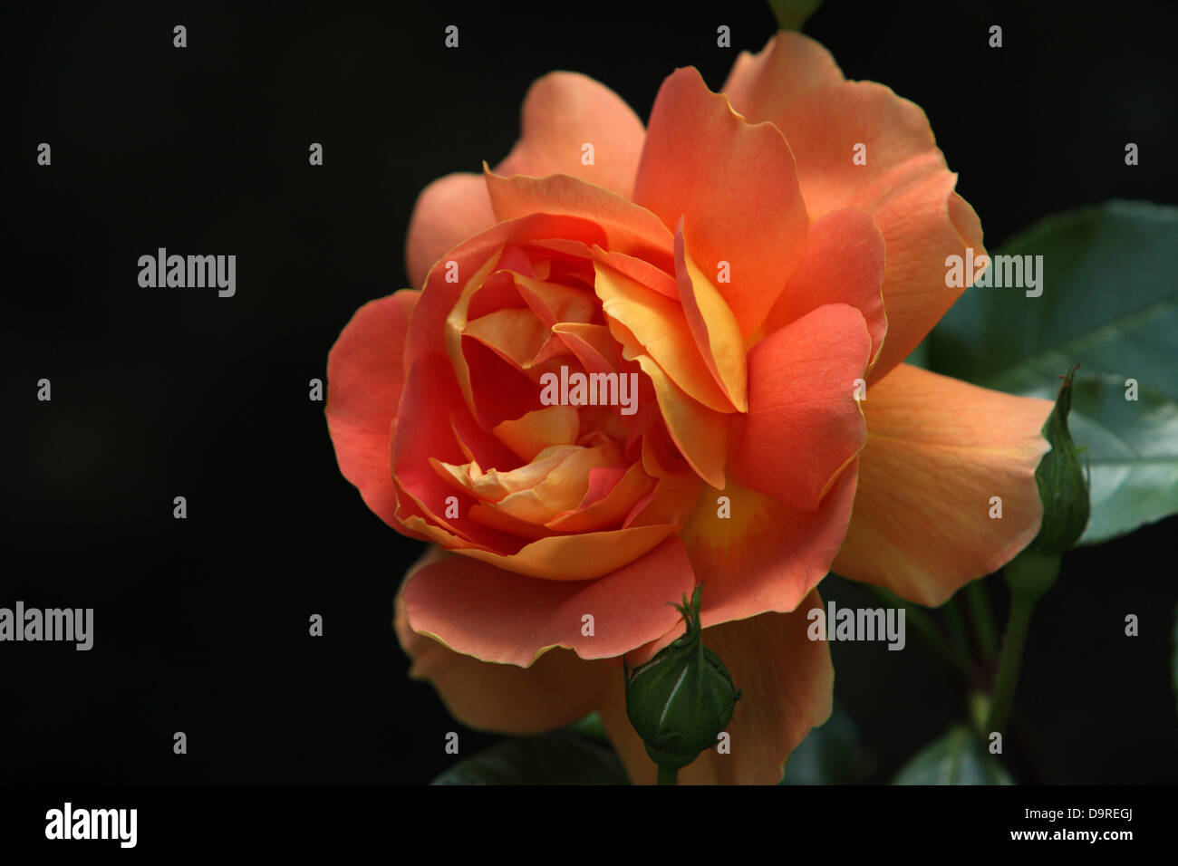 A delicate orange rose glower growing in a garden setting with a dark background Stock Photo