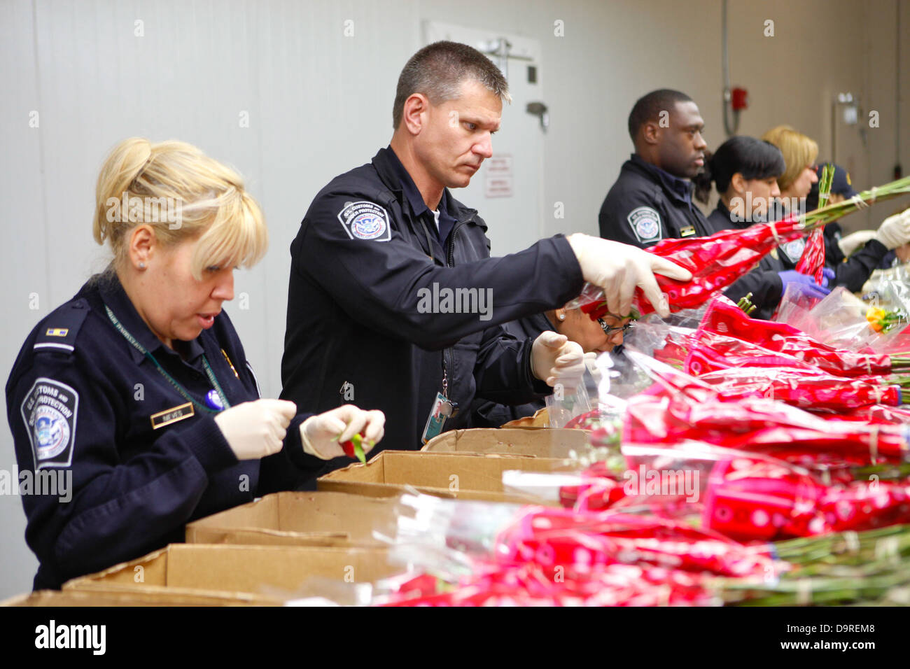 003 CBP Flower Inspections, Miami, Florida Stock Photo Alamy