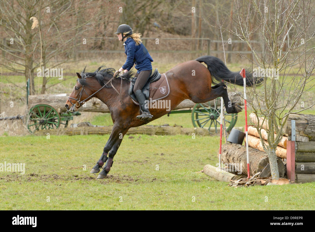 Cross country jumping on back of a Connemara pony stallion Stock Photo
