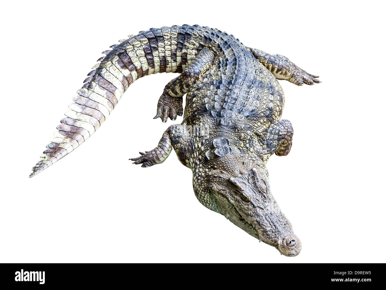 Wild alligator Cut Out Stock Images & Pictures - Alamy