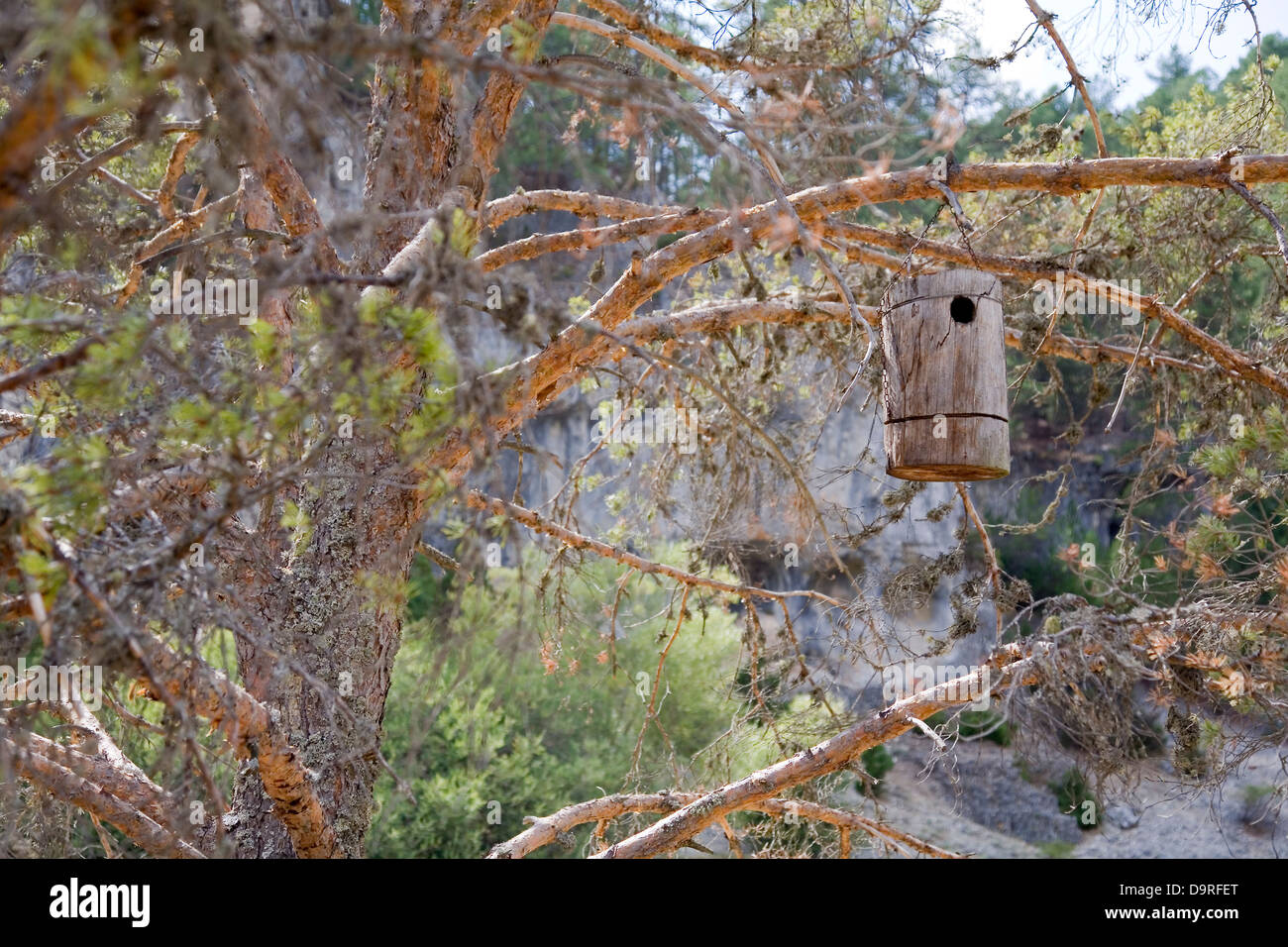 Nestbox in a tree. Stock Photo