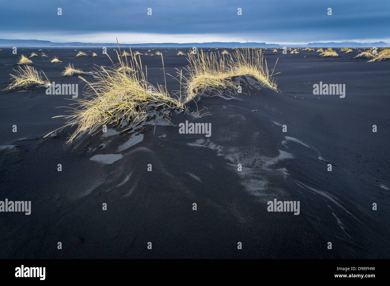 Grass growing in black sands, Medallandssandur, Iceland. Stock Photo