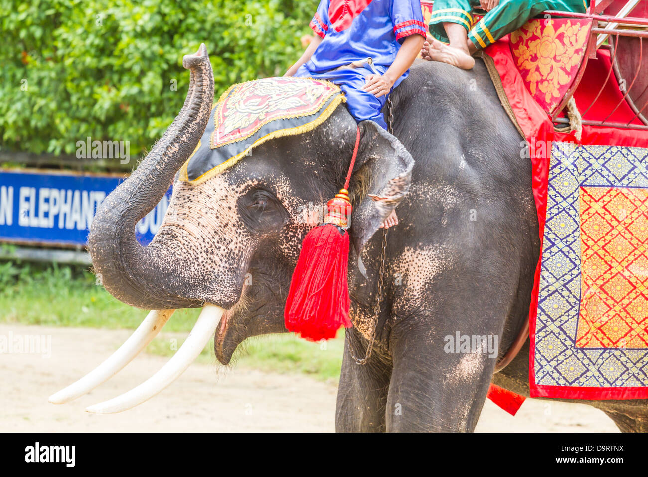 Elephant show, Thailand Stock Photo Alamy