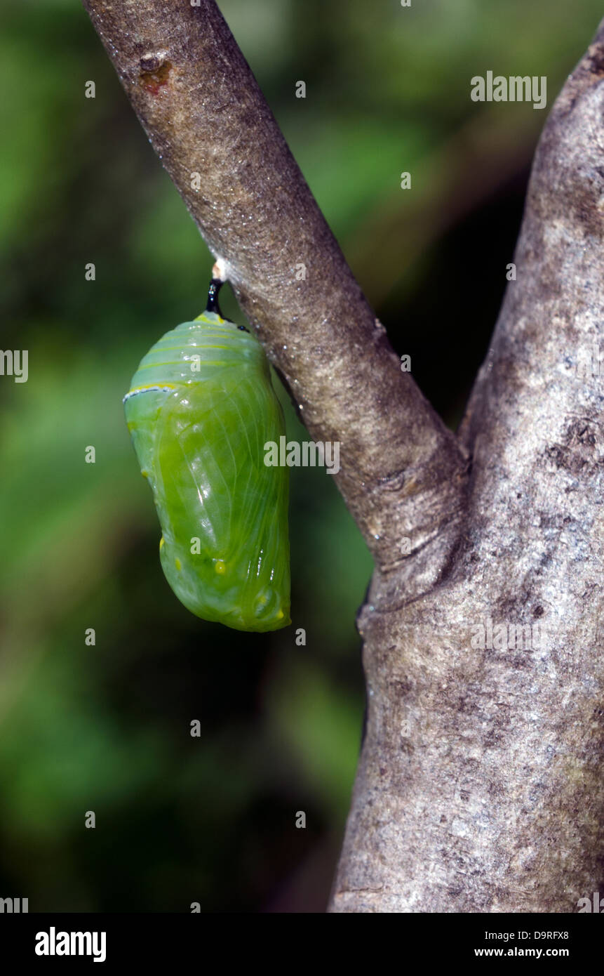 Monarch Butterfly Chrysalis Milkweed Plant High Resolution Stock Photography and Images Alamy