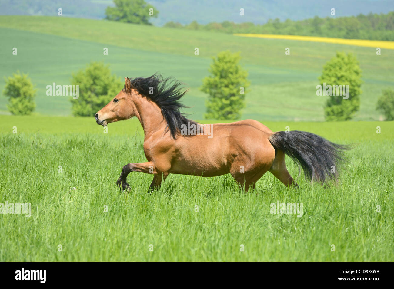 Pony galloping in the field Stock Photo