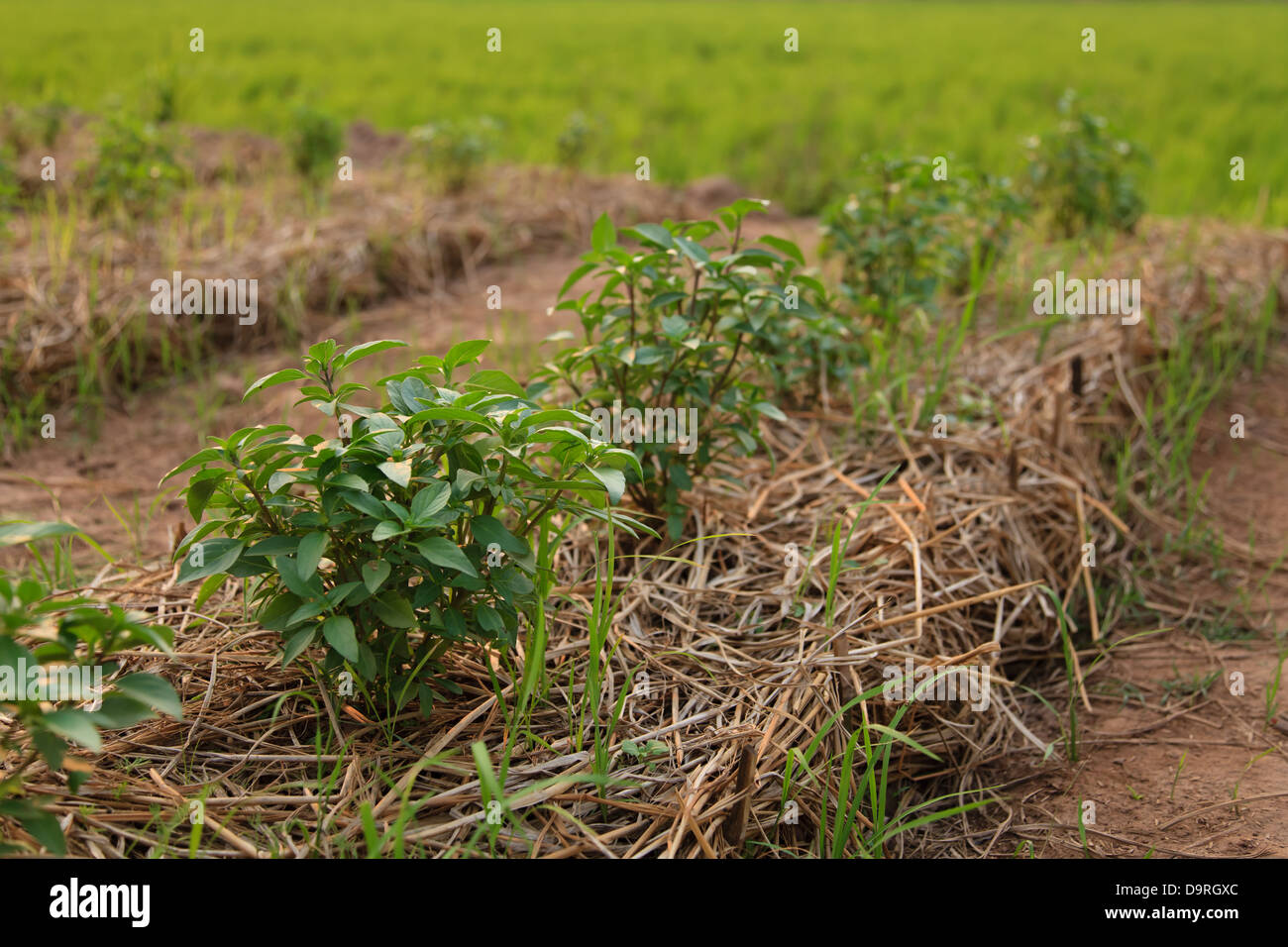 Thai basil, food ingredient Stock Photo Alamy